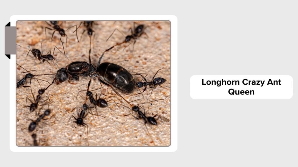 Longhorn Crazy Ant Queen