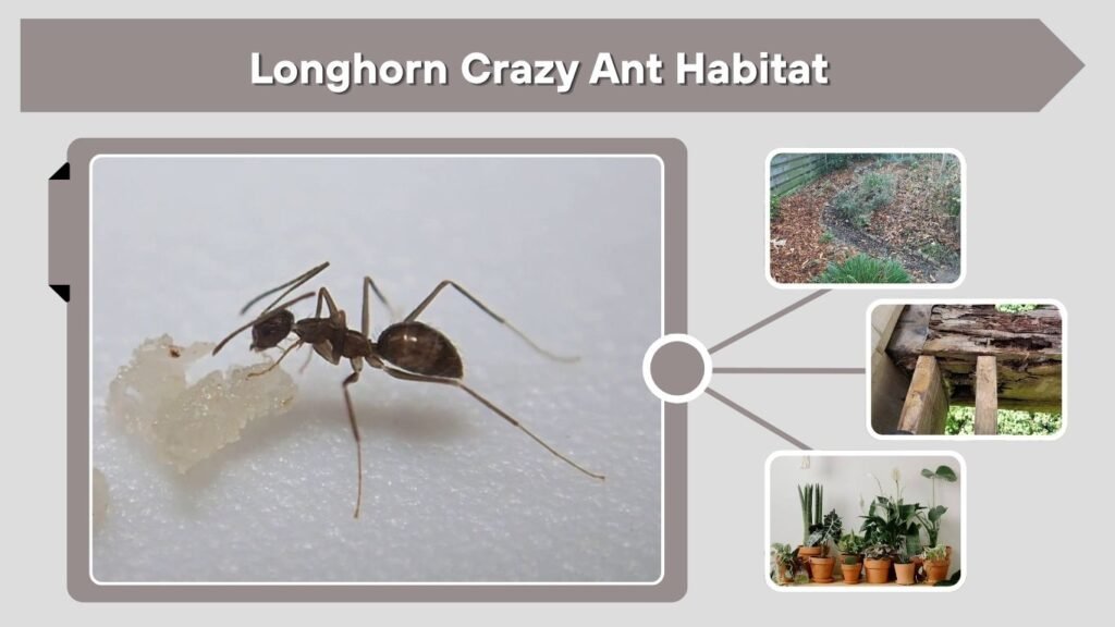 Longhorn Crazy Ant Habitat