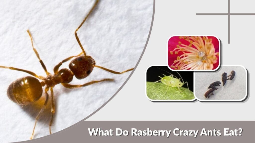 What Do Rasberry Crazy Ants Eat?