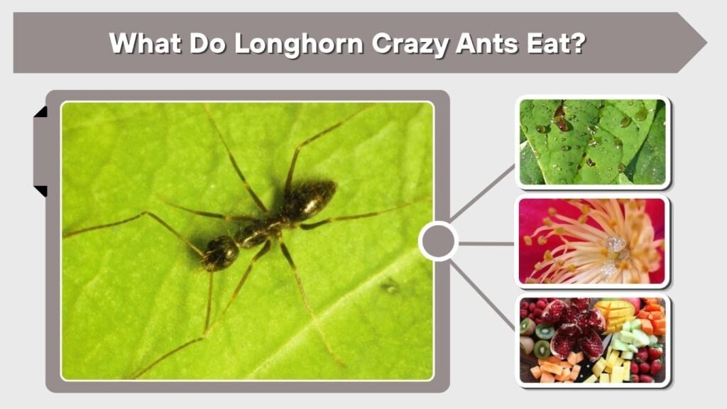 What Do Longhorn Crazy Ants Eat?