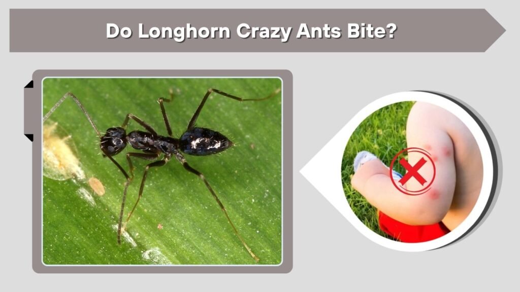 Do Longhorn Crazy Ants Bite?