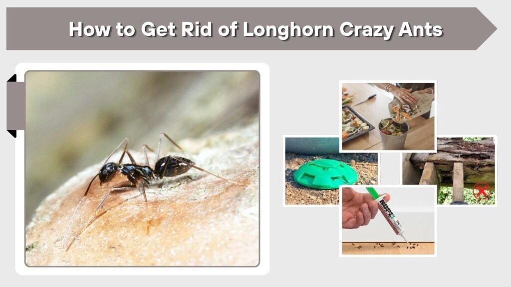 How to Get Rid of Longhorn Crazy Ants