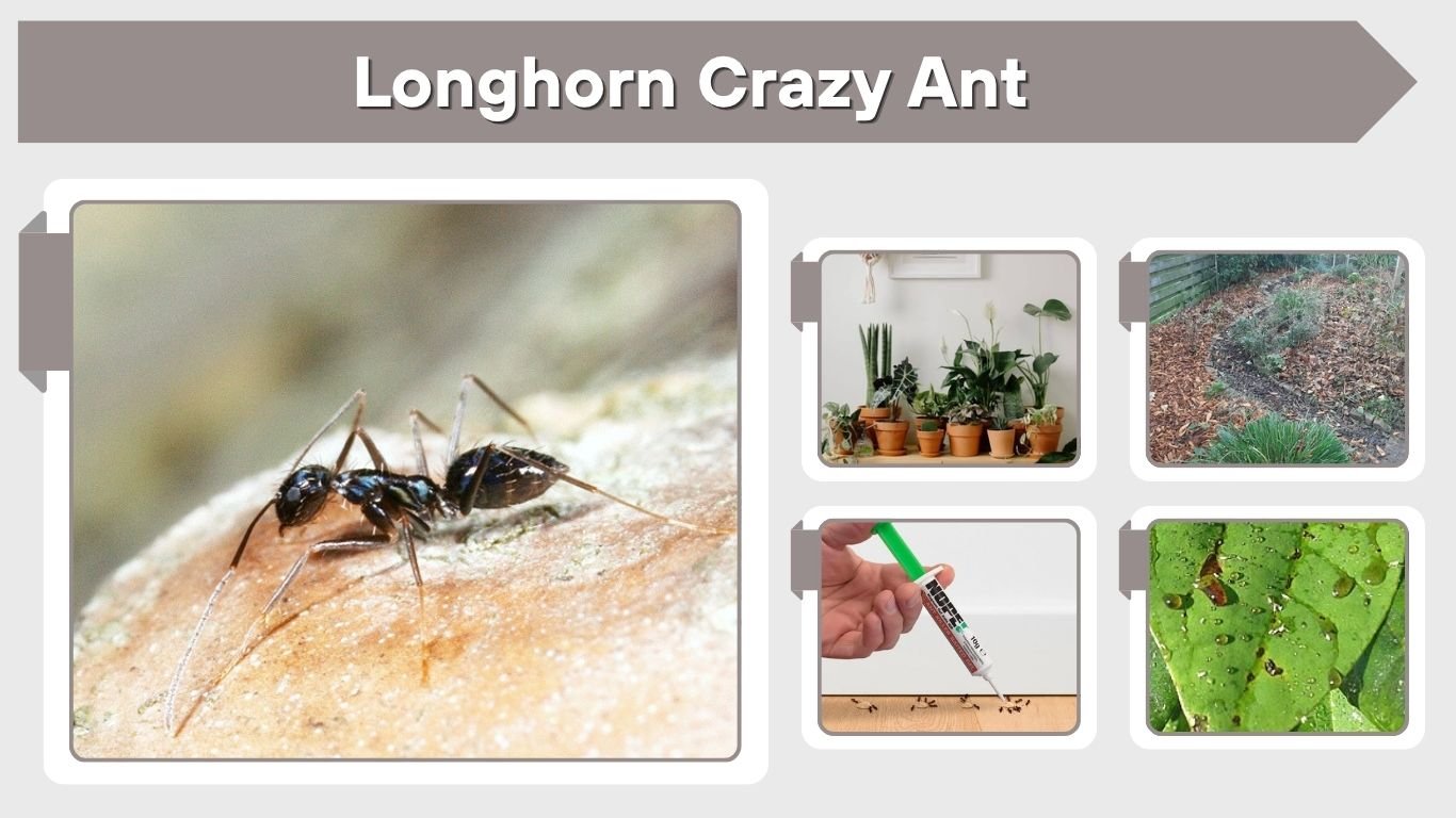 Longhorn Crazy Ant: Identification, Biology, and Control