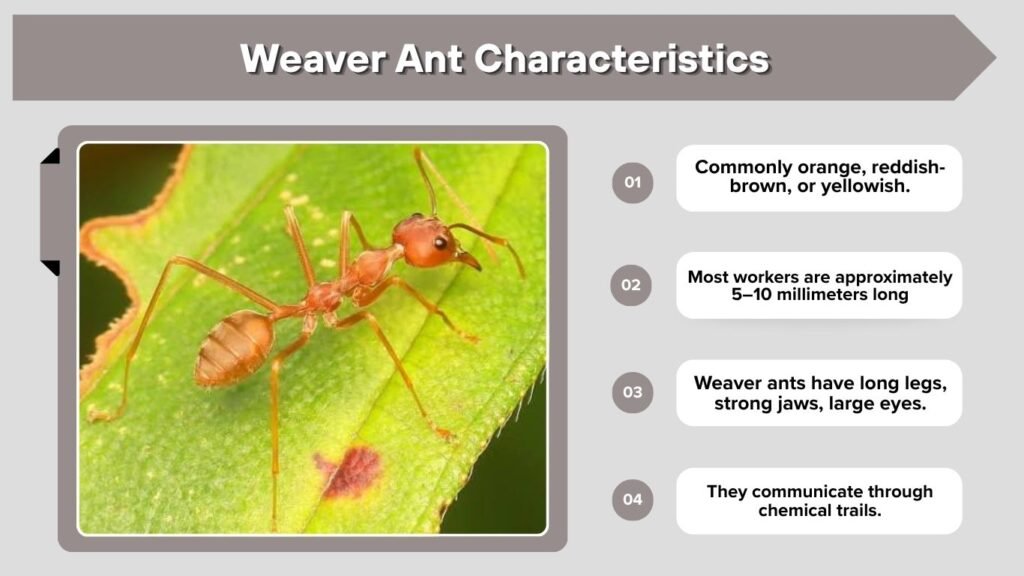 Weaver Ant Characteristics
