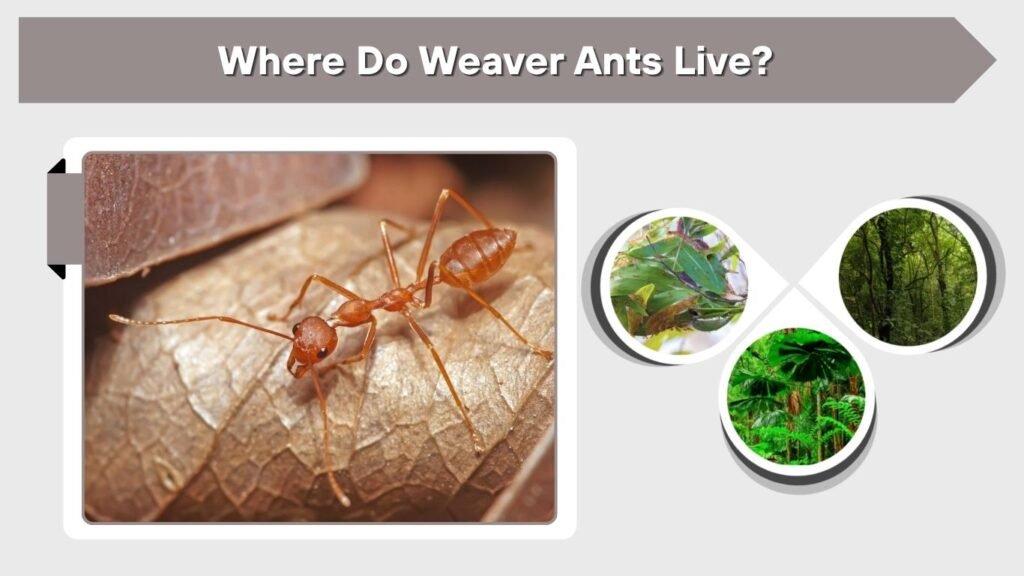 Where Do Weaver Ants Live?