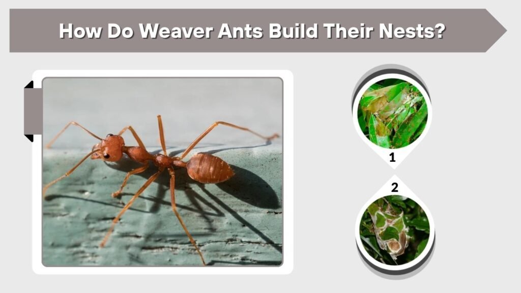 How Do Weaver Ants Build Their Nests?