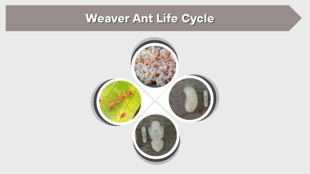 Weaver Ant Life Cycle