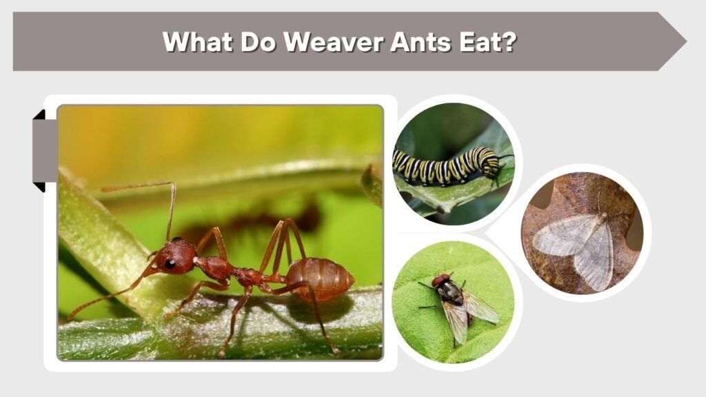 What Do Weaver Ants Eat?