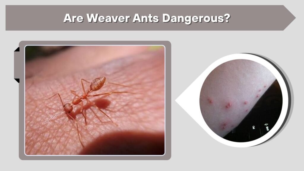 Are Weaver Ants Dangerous?