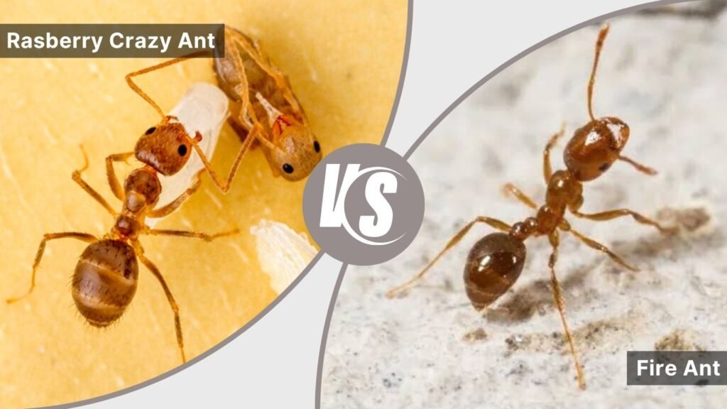 Rasberry Crazy Ants vs. Fire Ants