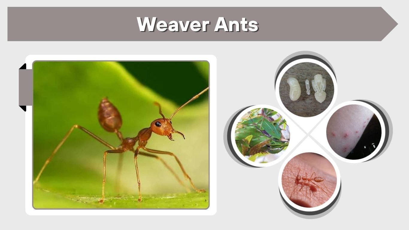 Weaver Ants: Characteristics, Nests, Diet, Bites, and Facts