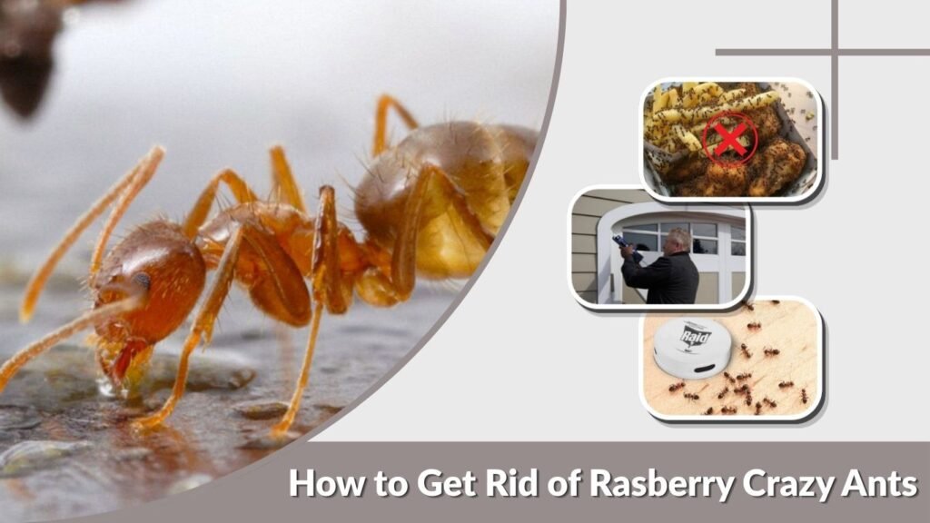 How to Get Rid of Rasberry Crazy Ants