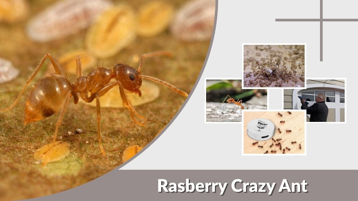 Rasberry Crazy Ant: Identification, Habitat and Control