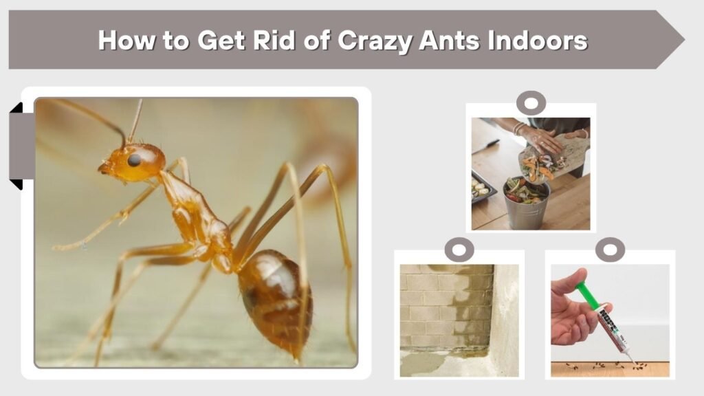How to Get Rid of Crazy Ants Indoors