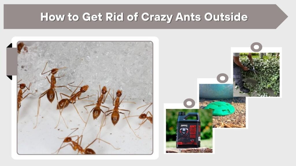How to Get Rid of Crazy Ants Outside