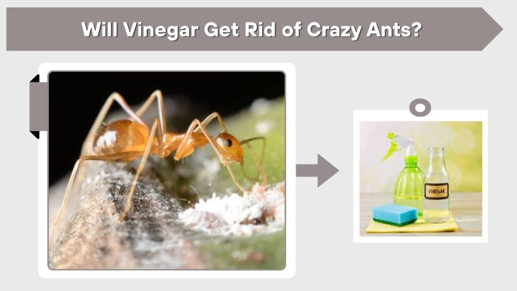 Will Vinegar Get Rid of Crazy Ants?