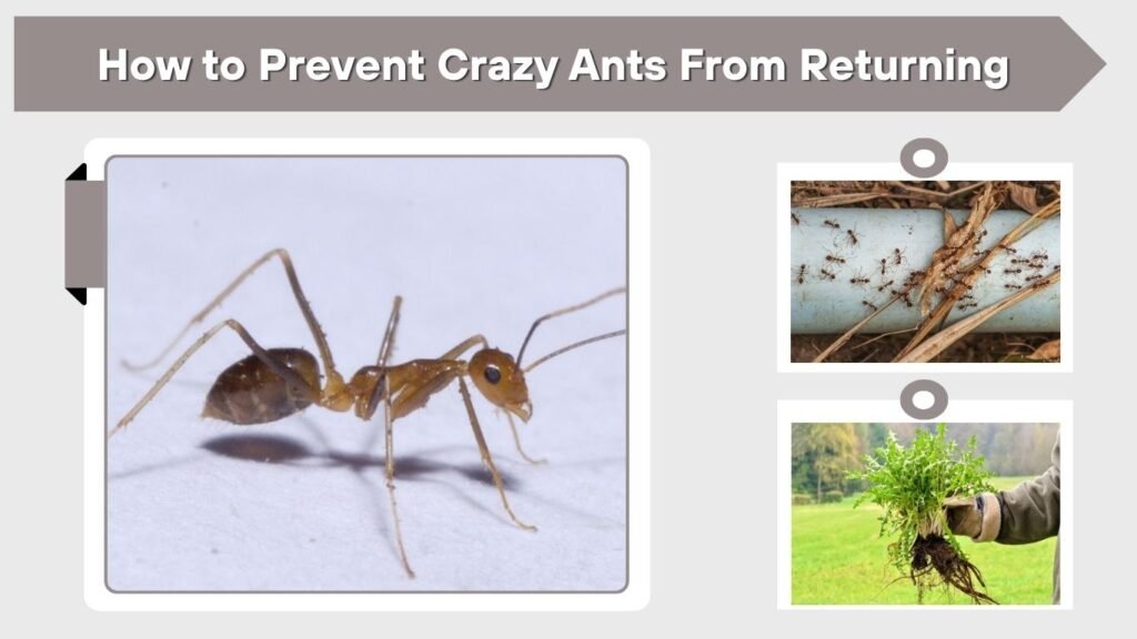 How to Prevent Crazy Ants From Returning