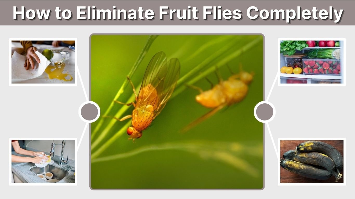 How to Eliminate Fruit Flies Completely and Keep Them Away