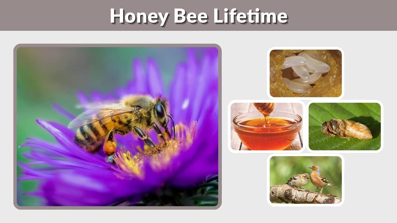 Honey Bee Lifetime: Lifespan and Honey Production