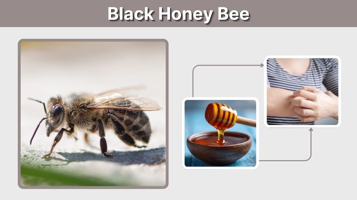 Black Honey Bee: Identification, Types and Sting Facts