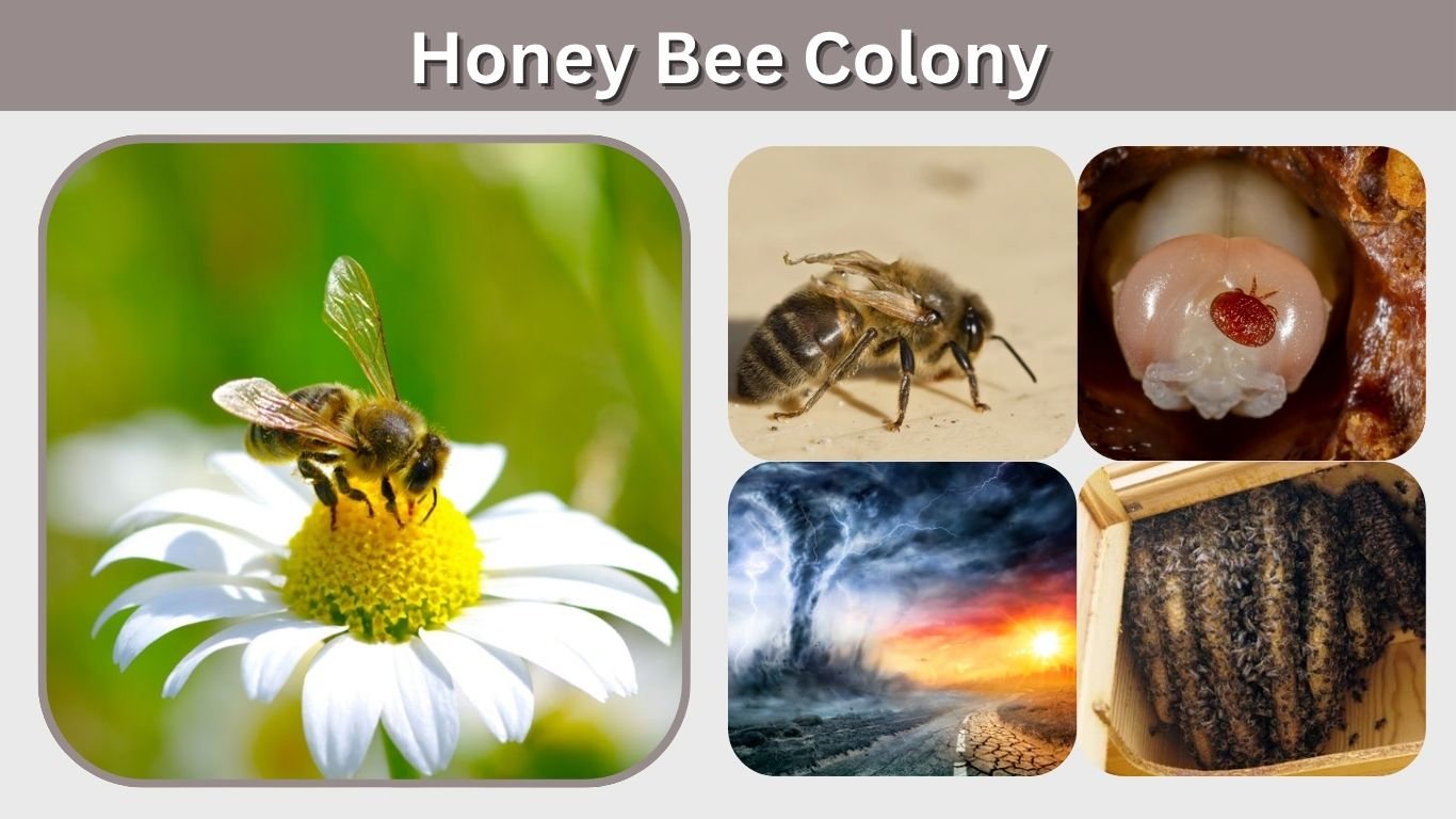 Honey Bee Colony: Structure, Size, Health and Collapse