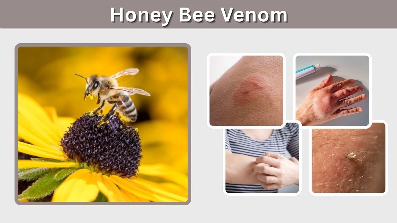 Honey Bee Venom: Uses, Cancer Research, Risks and Safety