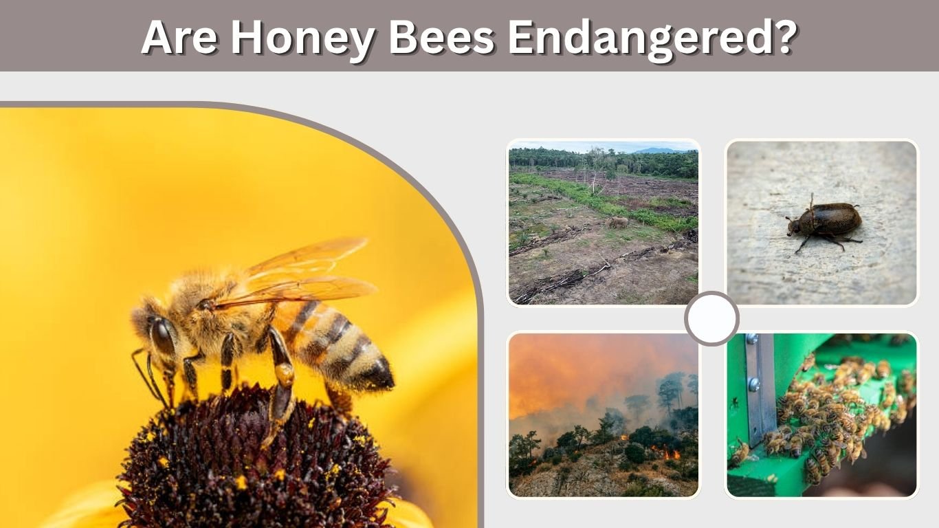 Are Honey Bees Endangered? Status, Threats, and Facts