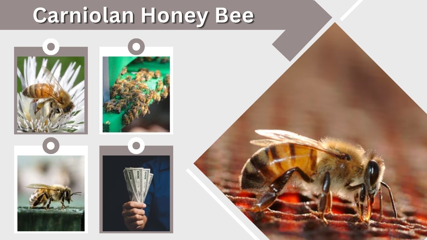 Carniolan Honey Bee: Traits, Care, and Honey Production