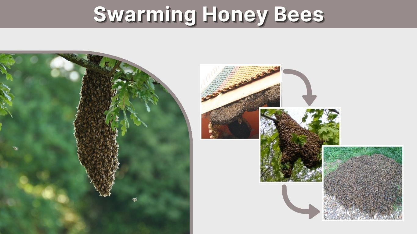 Swarming Honey Bees: Why It Happens and What to Do