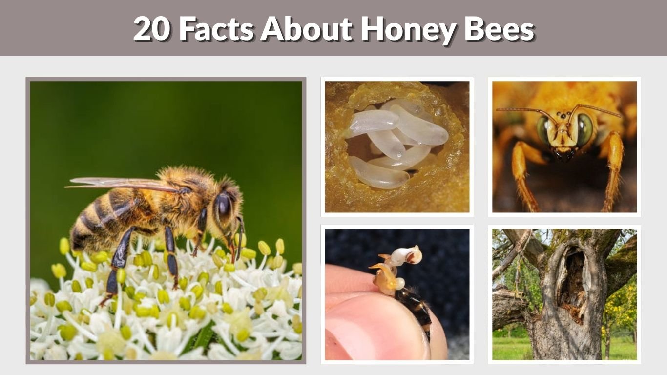 20 Facts About Honey Bees: Amazing and Fun Bee Facts