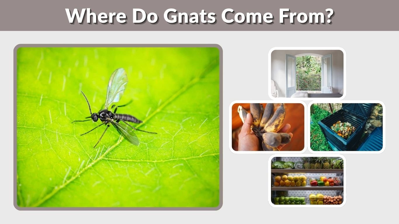 Where Do Gnats Come From? Identification & Removal Tips