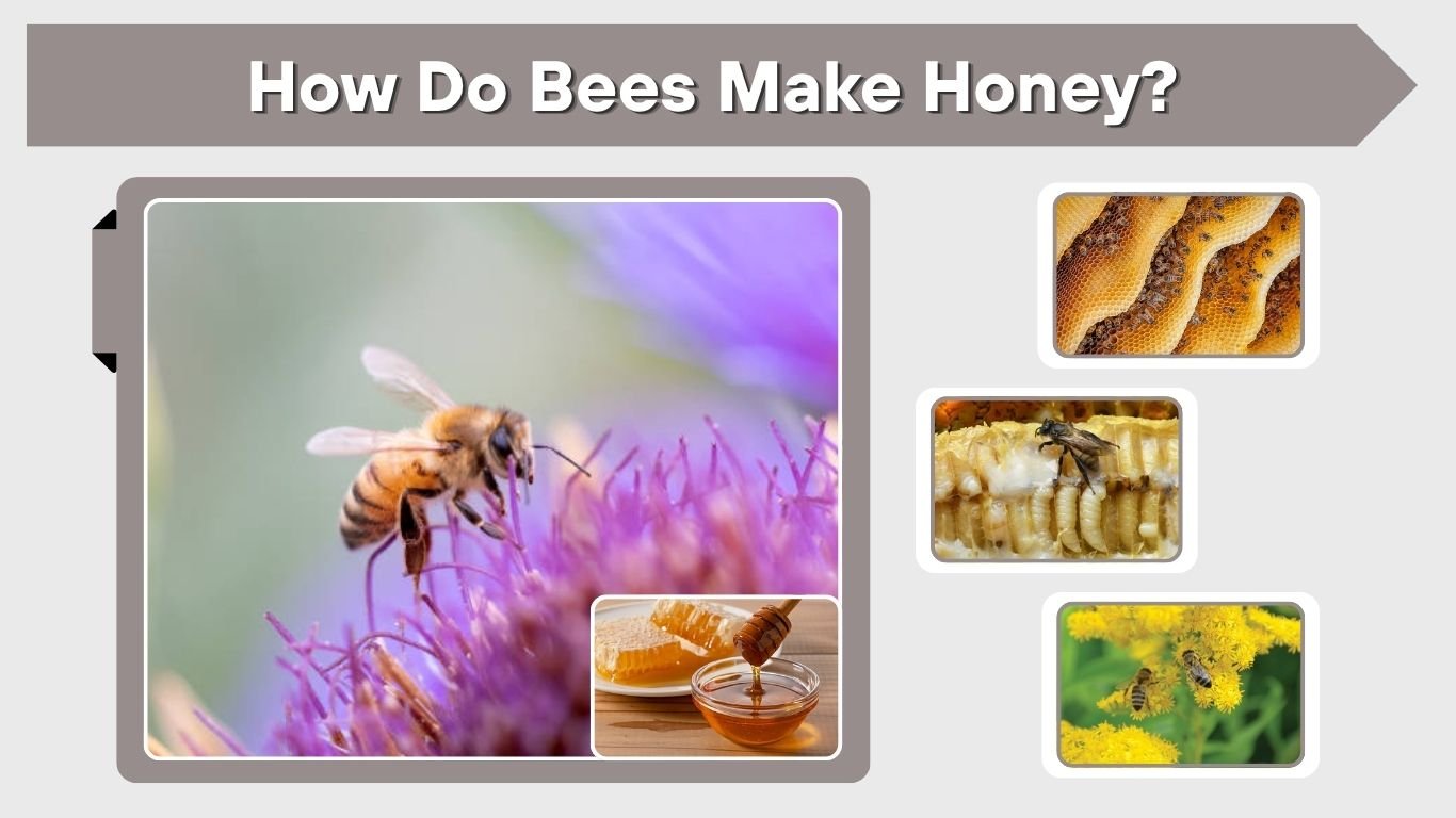 How Do Bees Make Honey? A Step-by-Step Guide