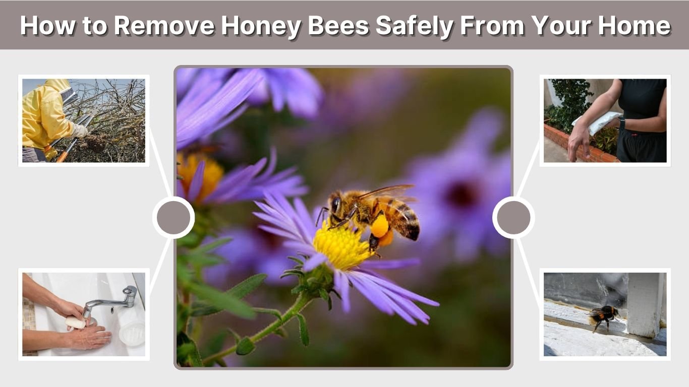 How to Remove Honey Bees Safely From Your Home and Garden