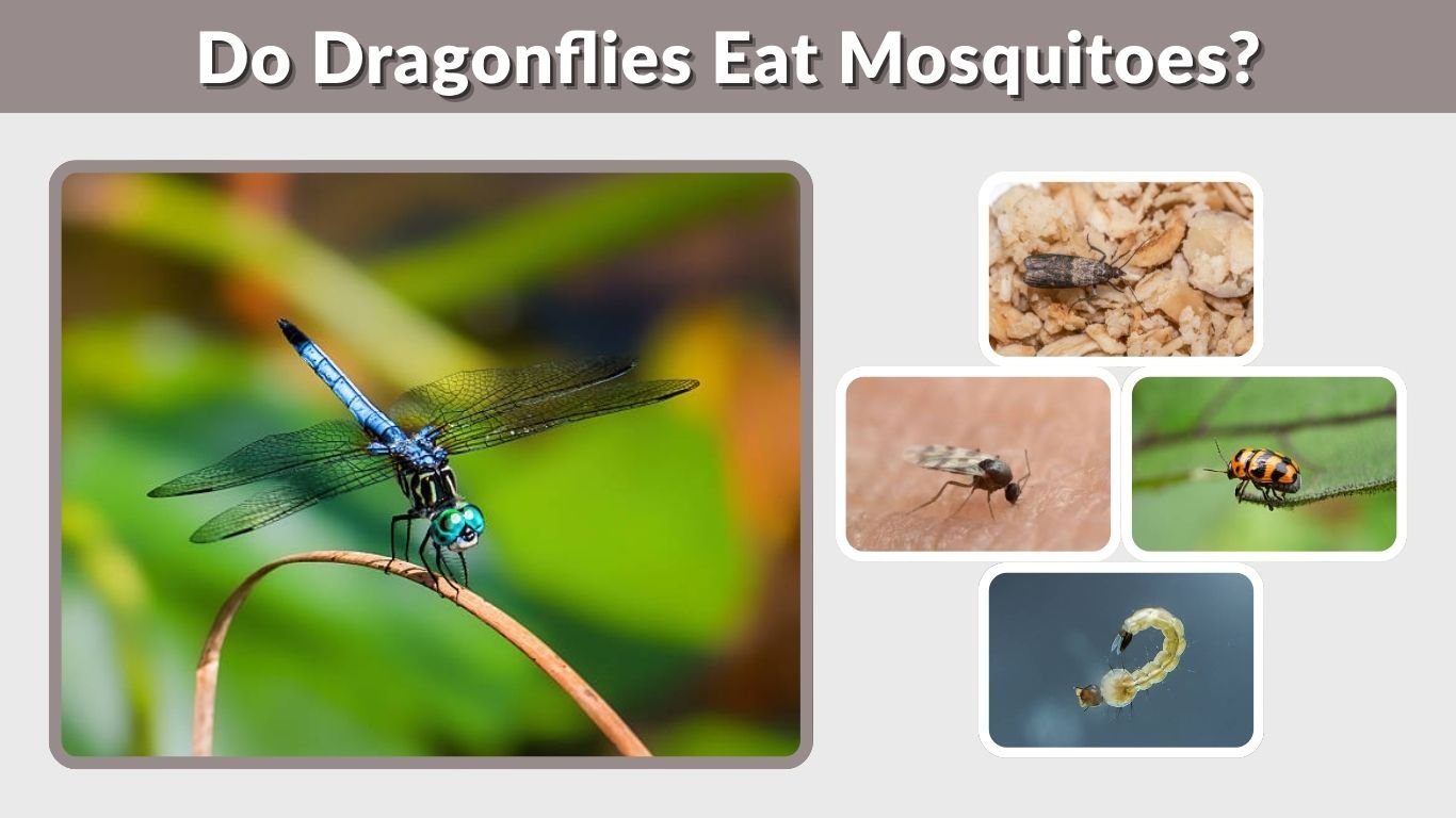 Do Dragonflies Eat Mosquitoes? Diet and Pest Control Facts