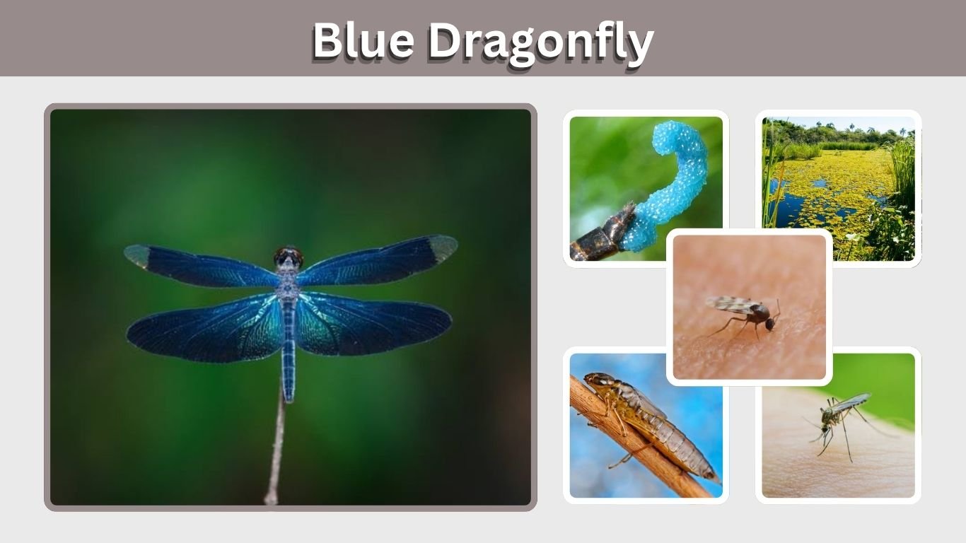 Blue Dragonfly: Identification, Species, Facts and Meaning