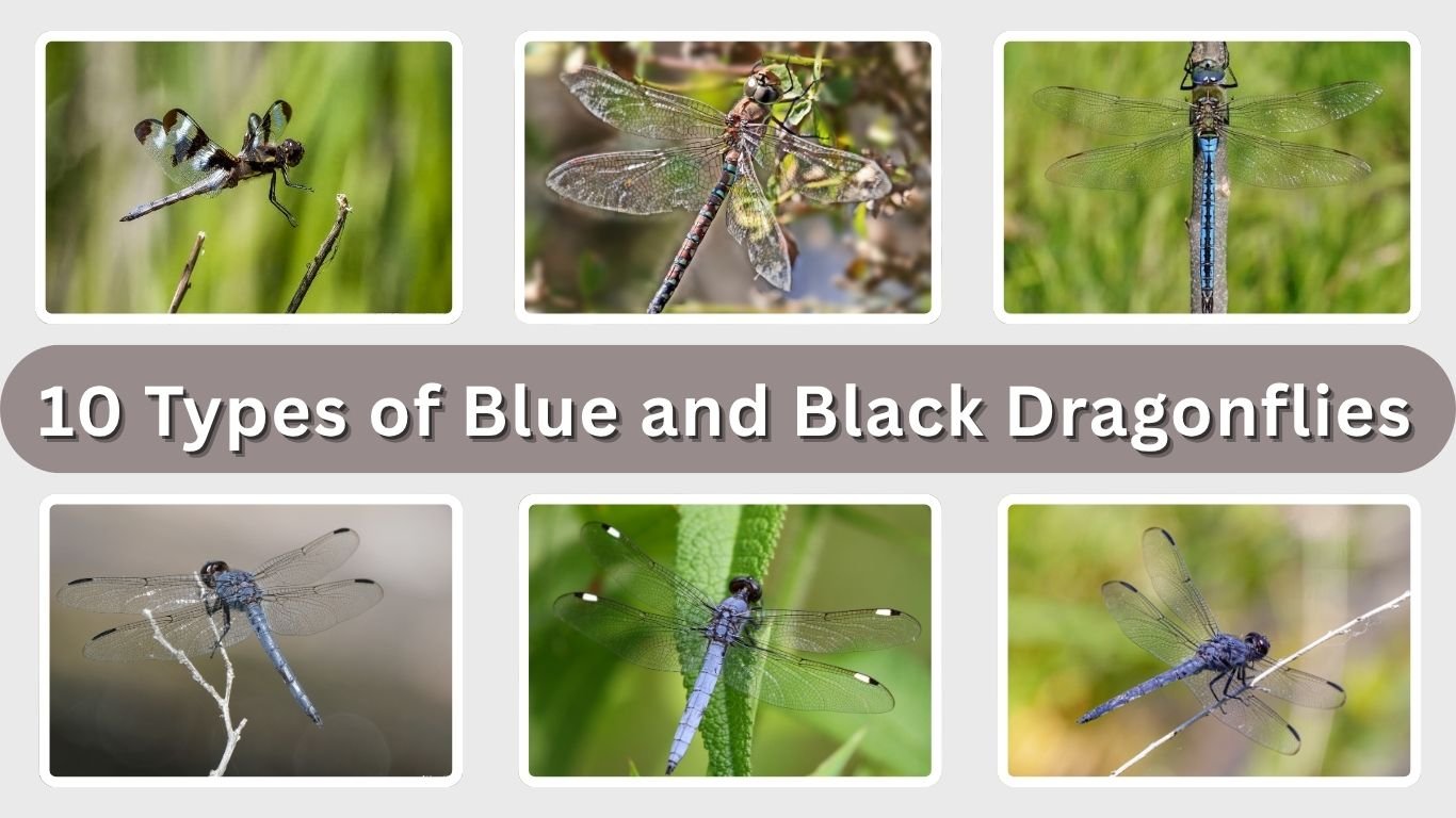 10 Types of Blue and Black Dragonflies: Id with Pictures