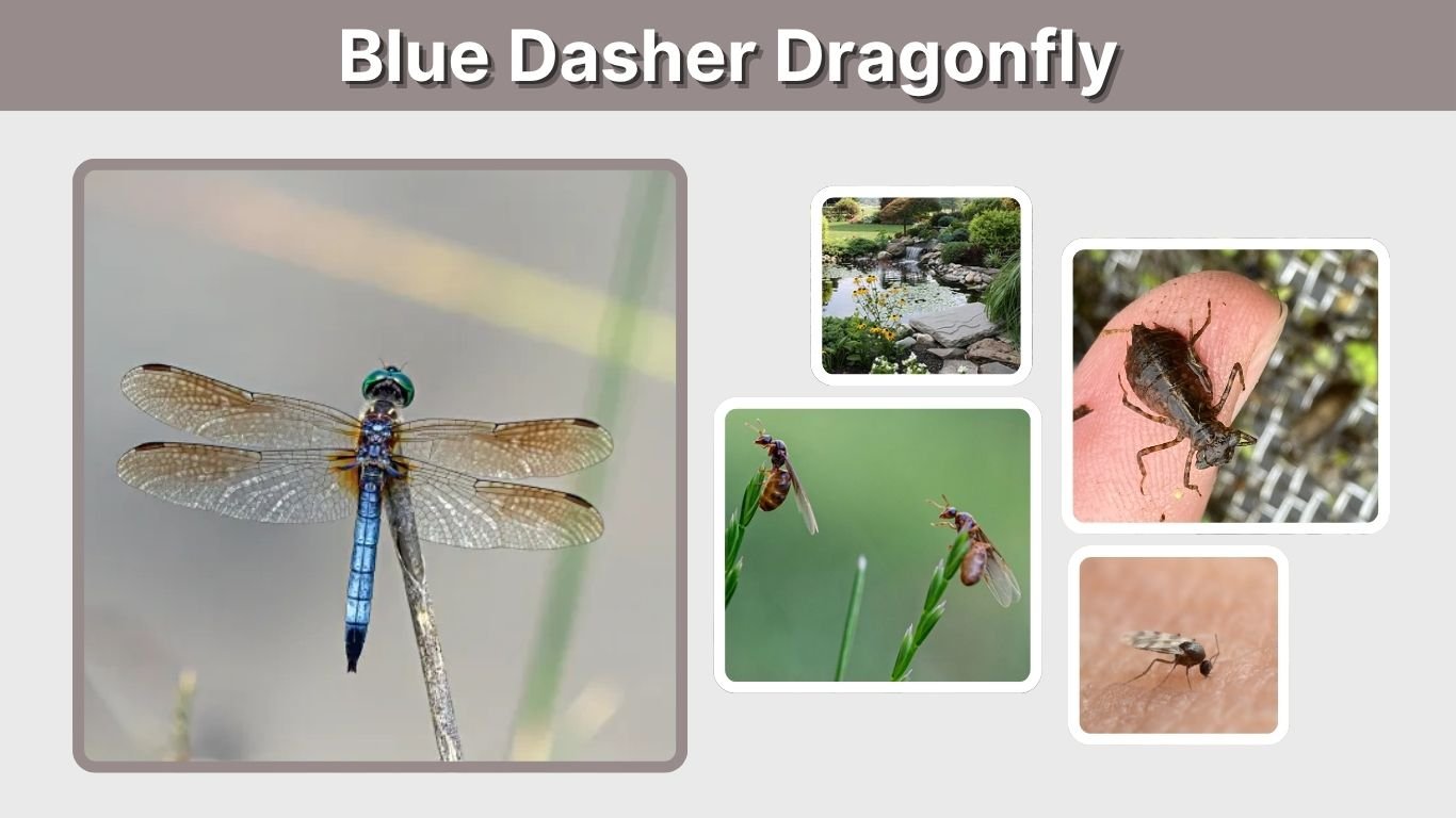 Blue Dasher Dragonfly: Identification, Habitat & Facts
