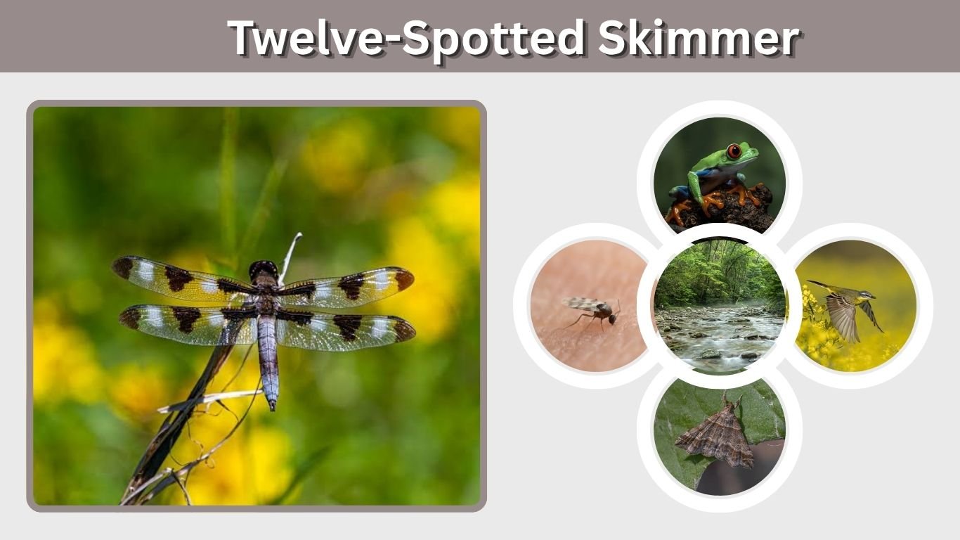 Twelve-Spotted Skimmer: Identification, Habitat & Facts
