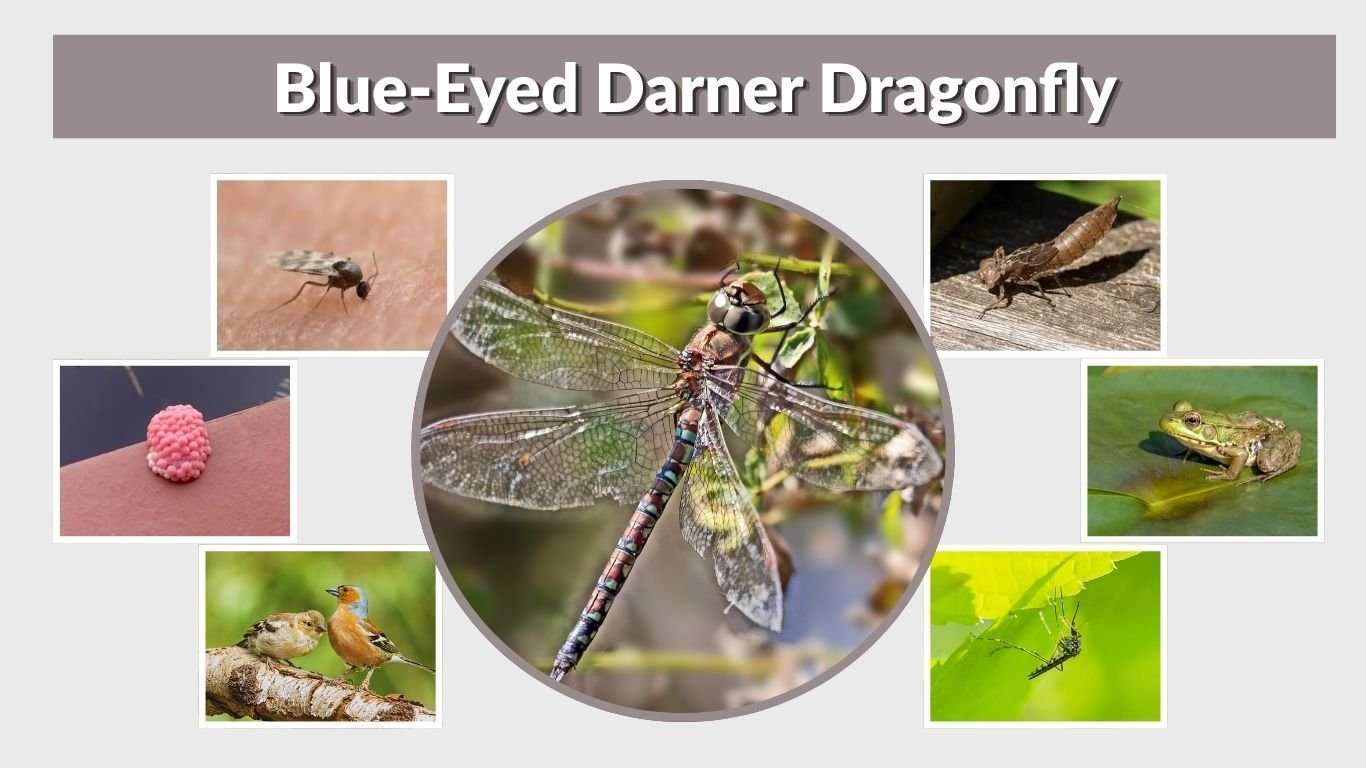 Blue-Eyed Darner Dragonfly: Identification Habitat & Facts