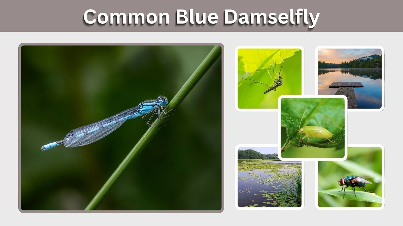 Common Blue Damselfly: Identification, Habitat & Facts