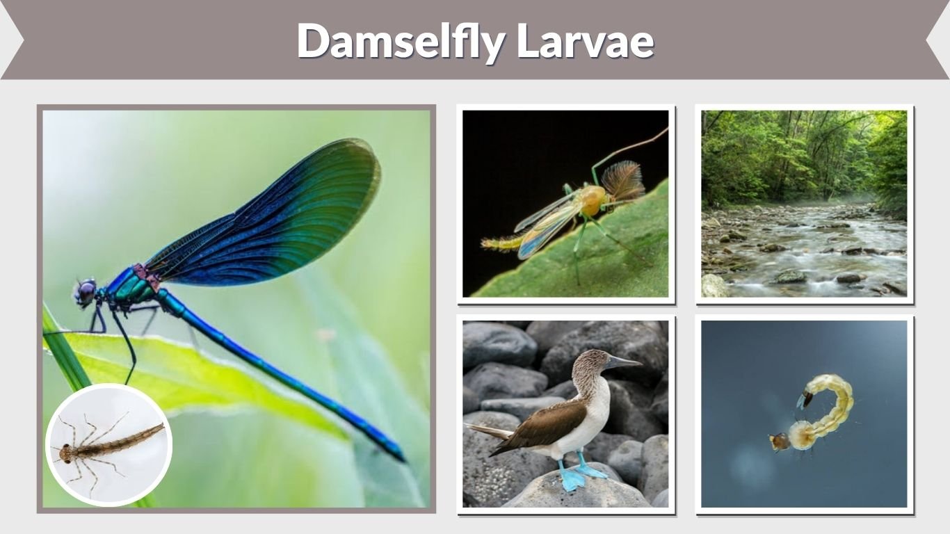 Damselfly Larvae: Identification, Diet, Habitat & Life Cycle