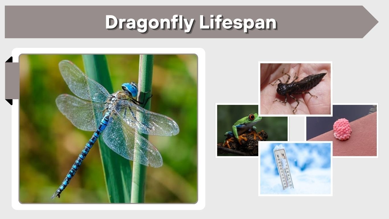 Dragonfly Lifespan: How Long Do Dragonflies Live?
