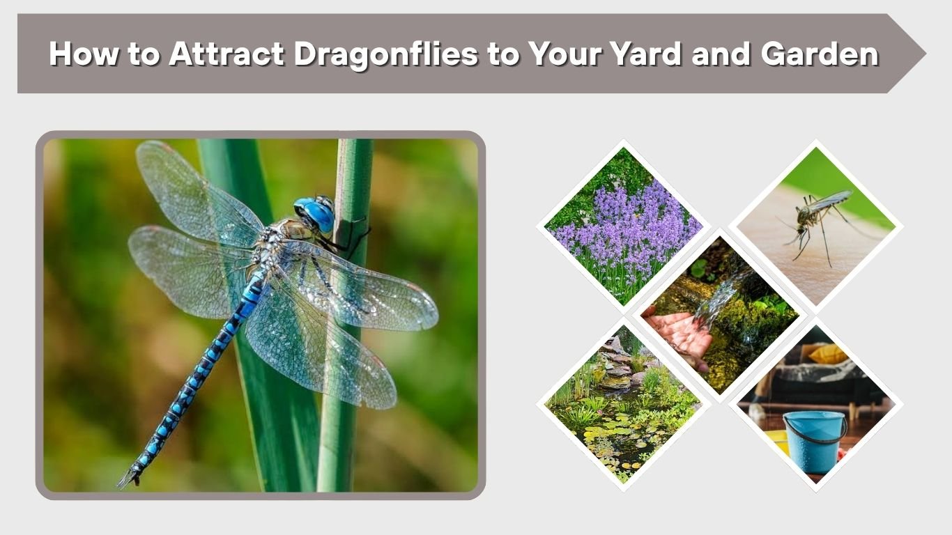 How to Attract Dragonflies to Your Yard and Garden