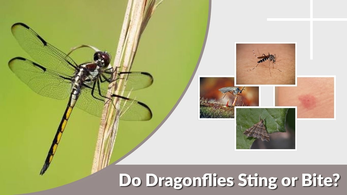 Do Dragonflies Sting or Bite? Are They Dangerous?