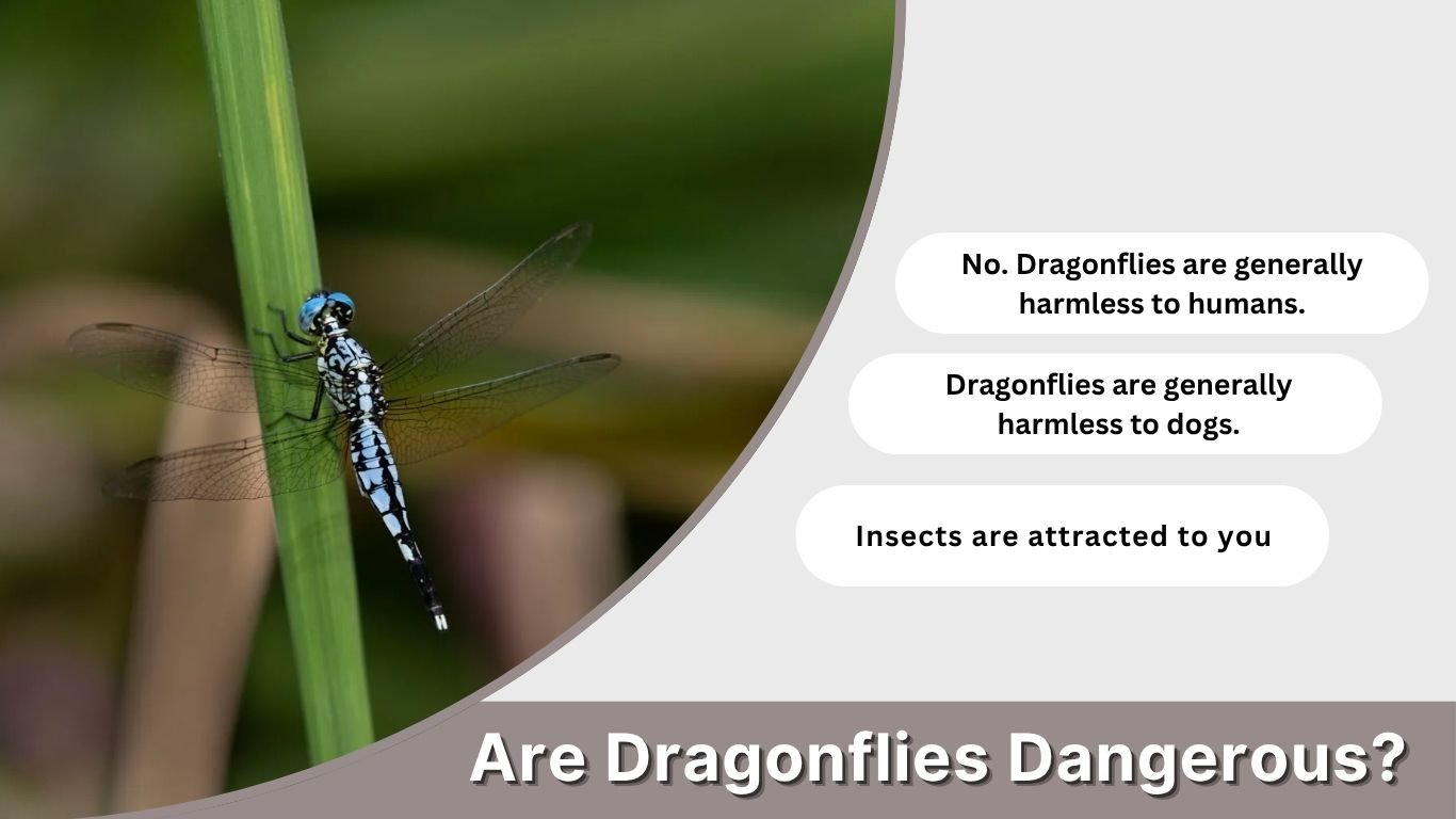 Are Dragonflies Dangerous? Bites, Pets & Safety Facts