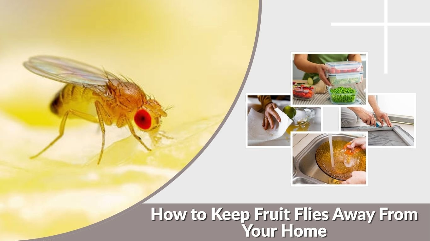 How to Keep Fruit Flies Away From Your Home