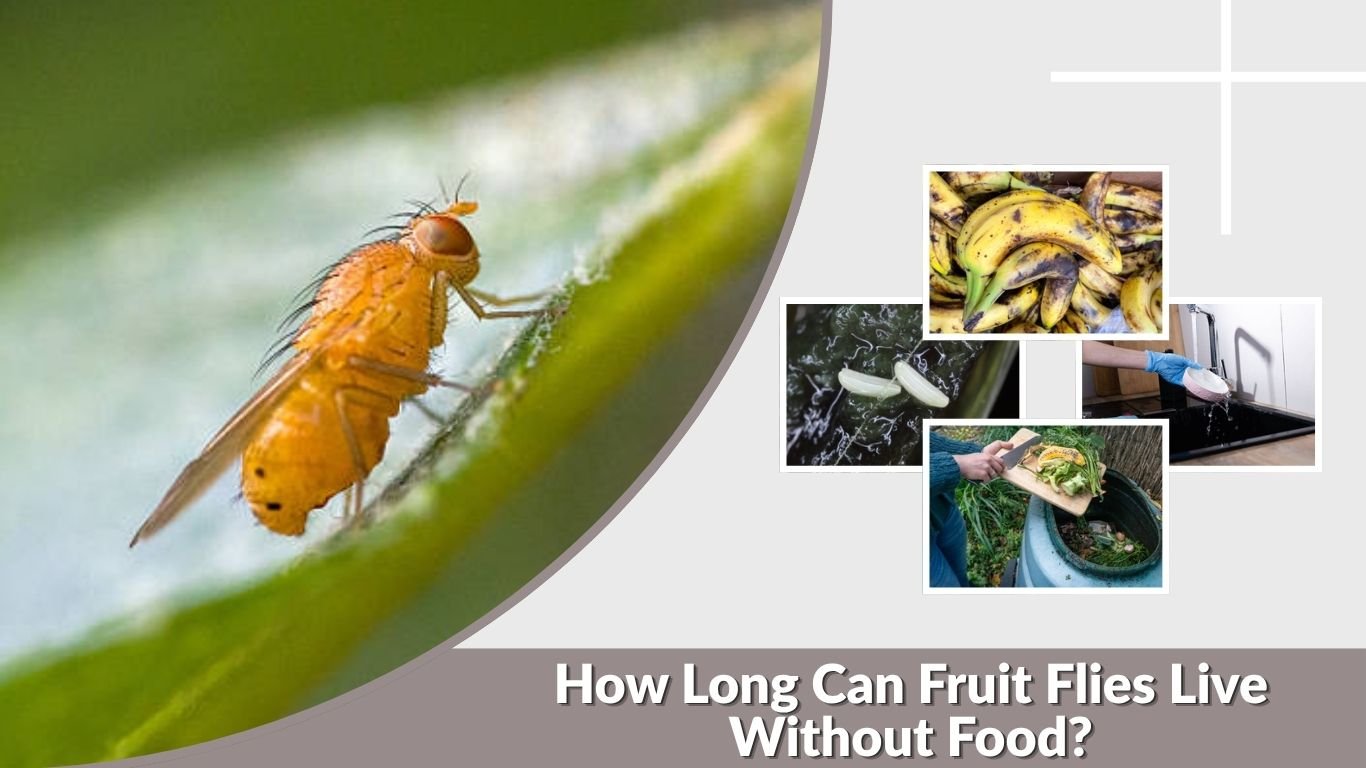 How Long Can Fruit Flies Live Without Food?