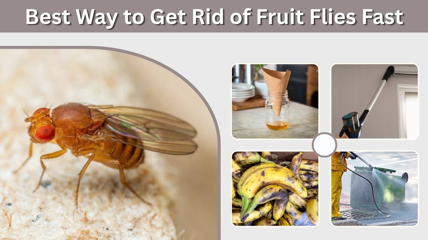 Best Way to Get Rid of Fruit Flies Fast and for Good
