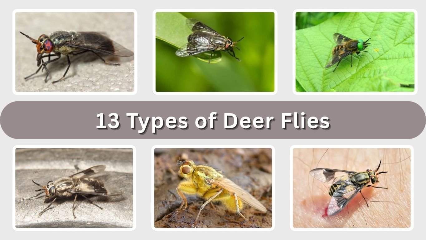 13 Types of Deer Flies: Identification, Habitat, and Bites