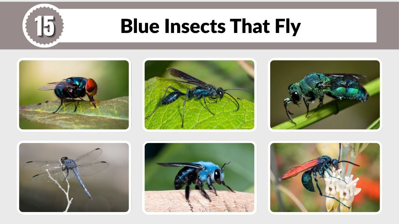 15 Blue Insects That Fly: Identification, Colors, and Facts